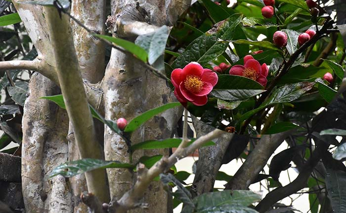 Chiêm ngưỡng vẻ đẹp cây hải đường hơn 100 tuổi ở thành phố Cảng